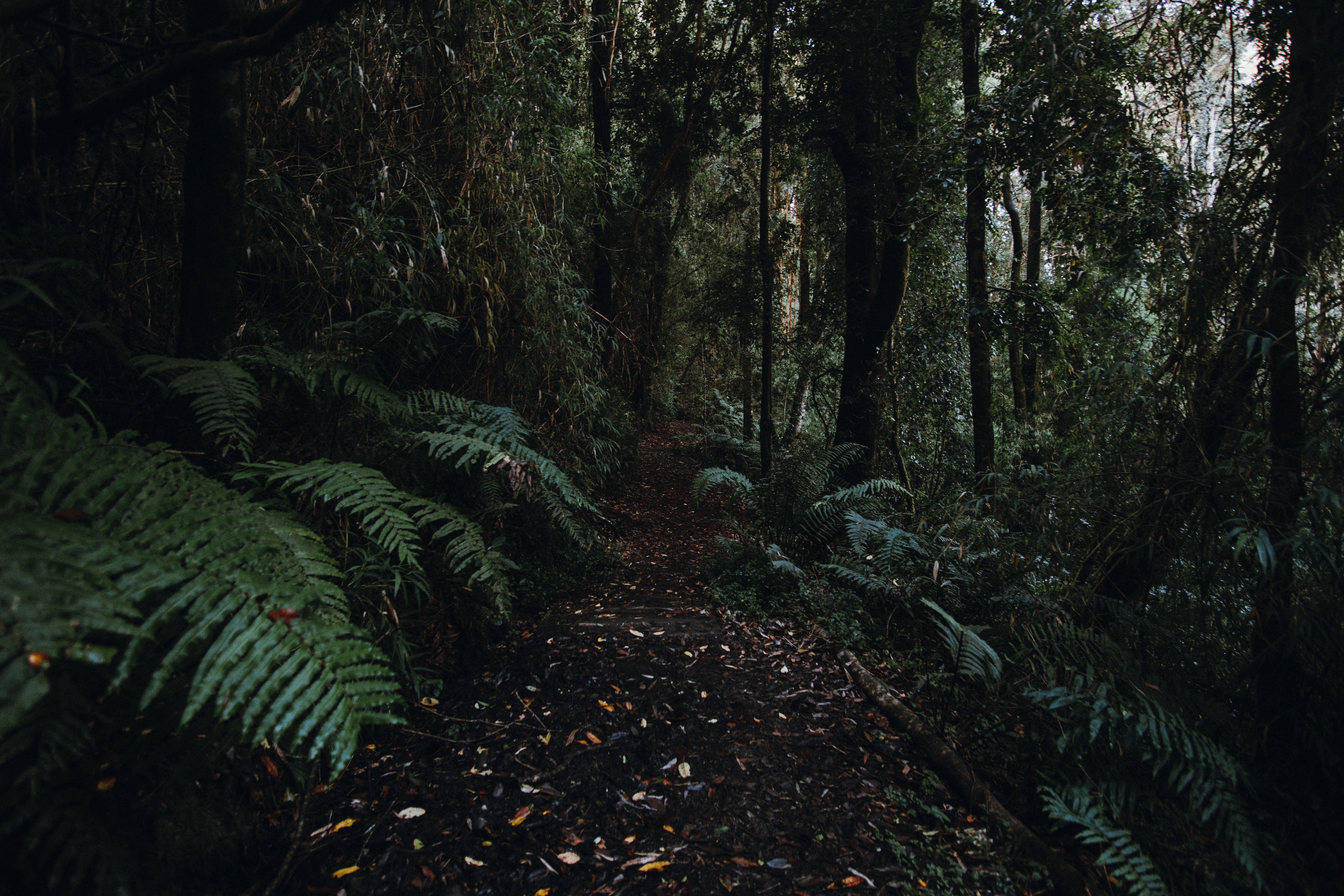 Bosque